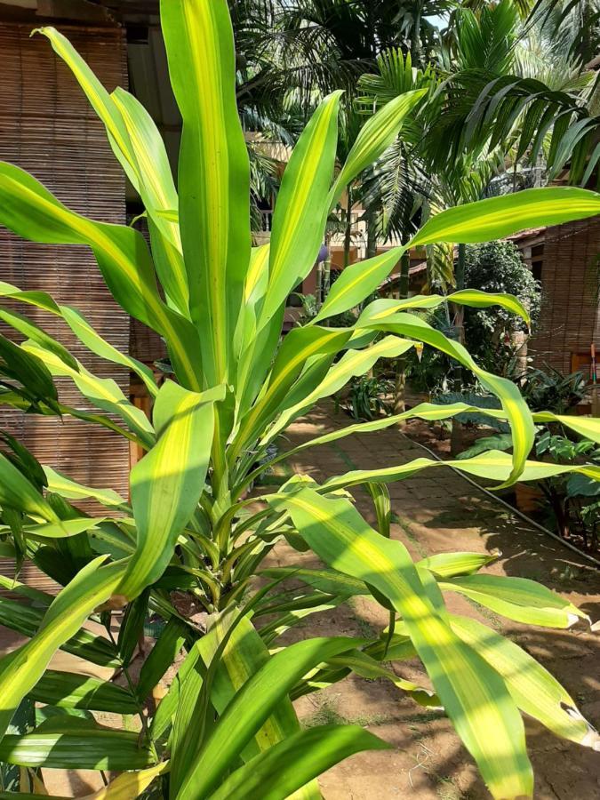 Agonda Holiday Home Екстериор снимка